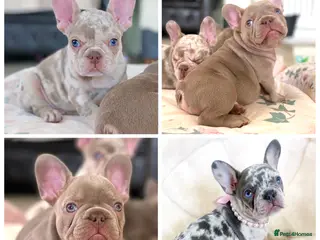 French Bulldog dogs NEWSHADE ISABELLA AND MERLE FRENCH BULLDOGS - Advert 11