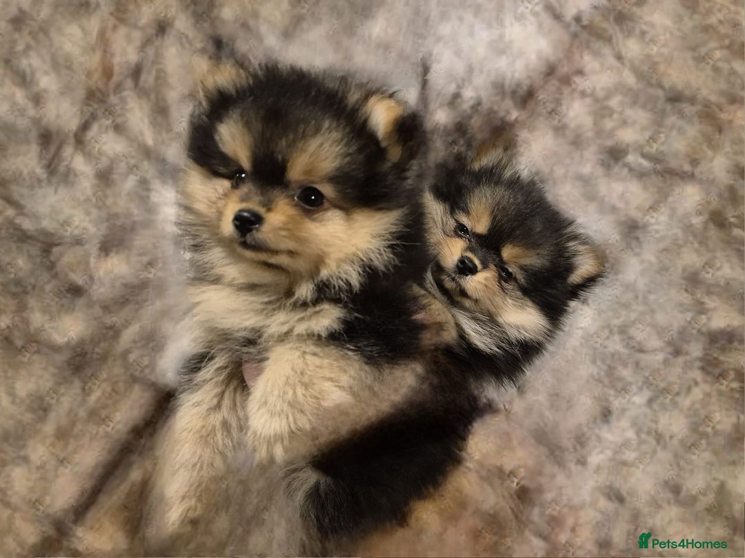 Pomeranian dogs for sale: Gorgeous miniature Pomeranian pups - Advert 16