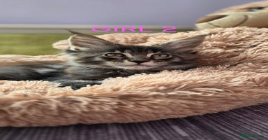 Maine Coon cats - Advert 15