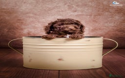 Cockapoo dogs for sale: **Ready Now**Miniature F1B Cockapoos  - Image 14