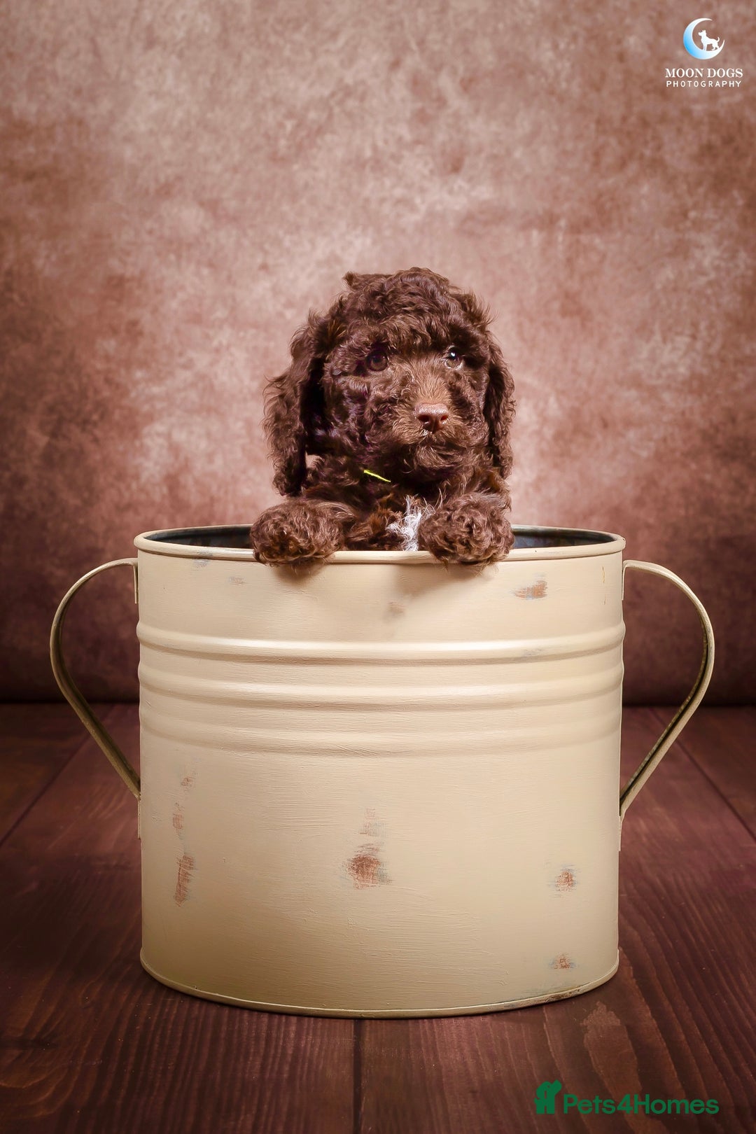 Cockapoo dogs for sale: **Ready Now**Miniature F1B Cockapoos  - Image 14