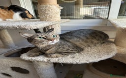 Mixed Breed cats for adoption: Female Rescue Cat for Adoption - Image 5