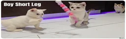 British Shorthair cats for sale: British Blue & Munchkin Kittens & Scottish Fold - Advert 5