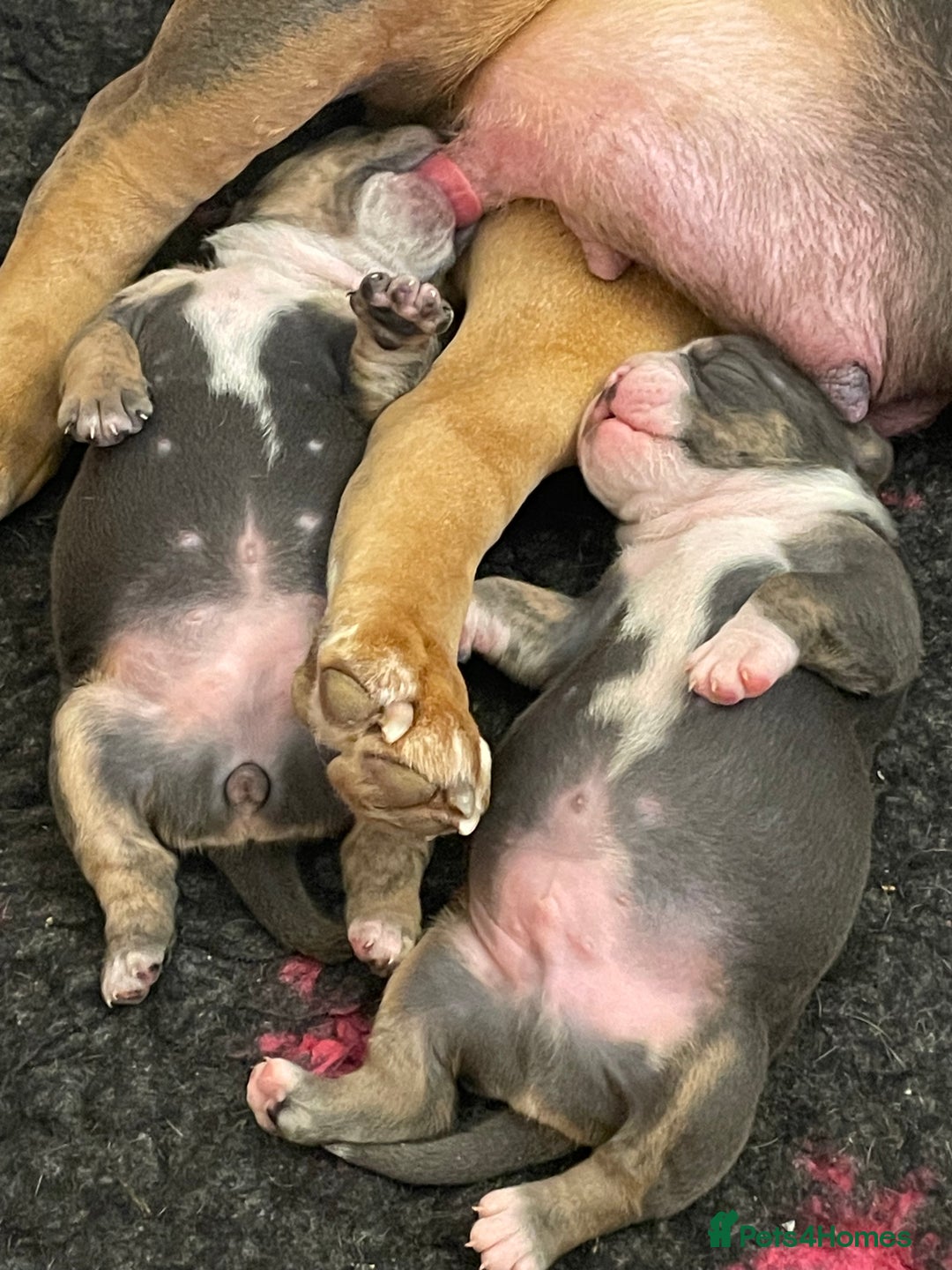 Olde English Bulldogge dogs for sale: STUNNING OLDE ENGLISH BULLDOG - Image 2