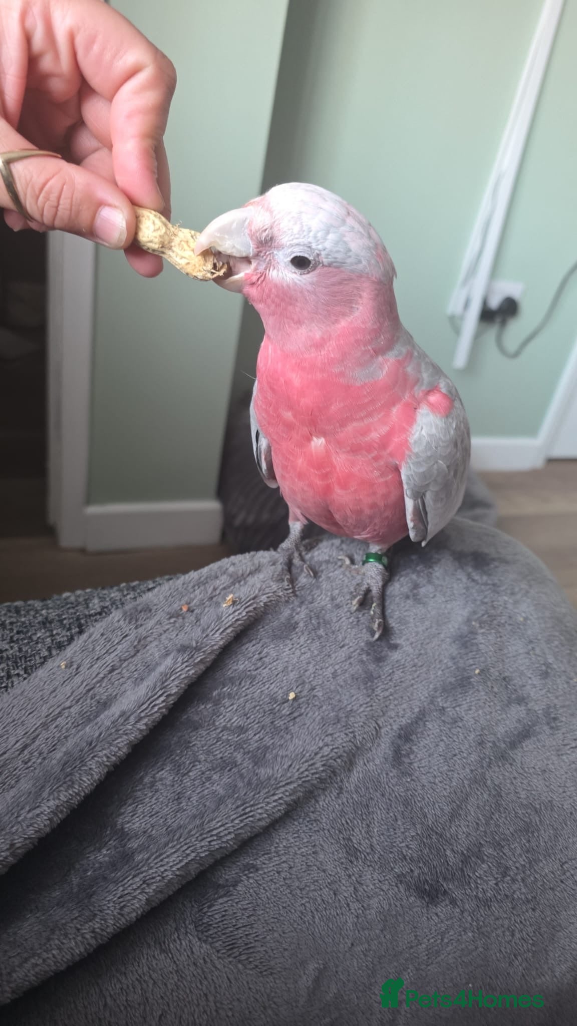 Cockatoo birds Galah cockatoo  - Advert 7