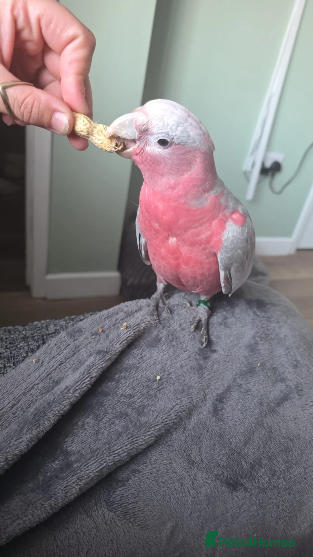 Cockatoo birds for sale: Galah cockatoo  - Advert 2