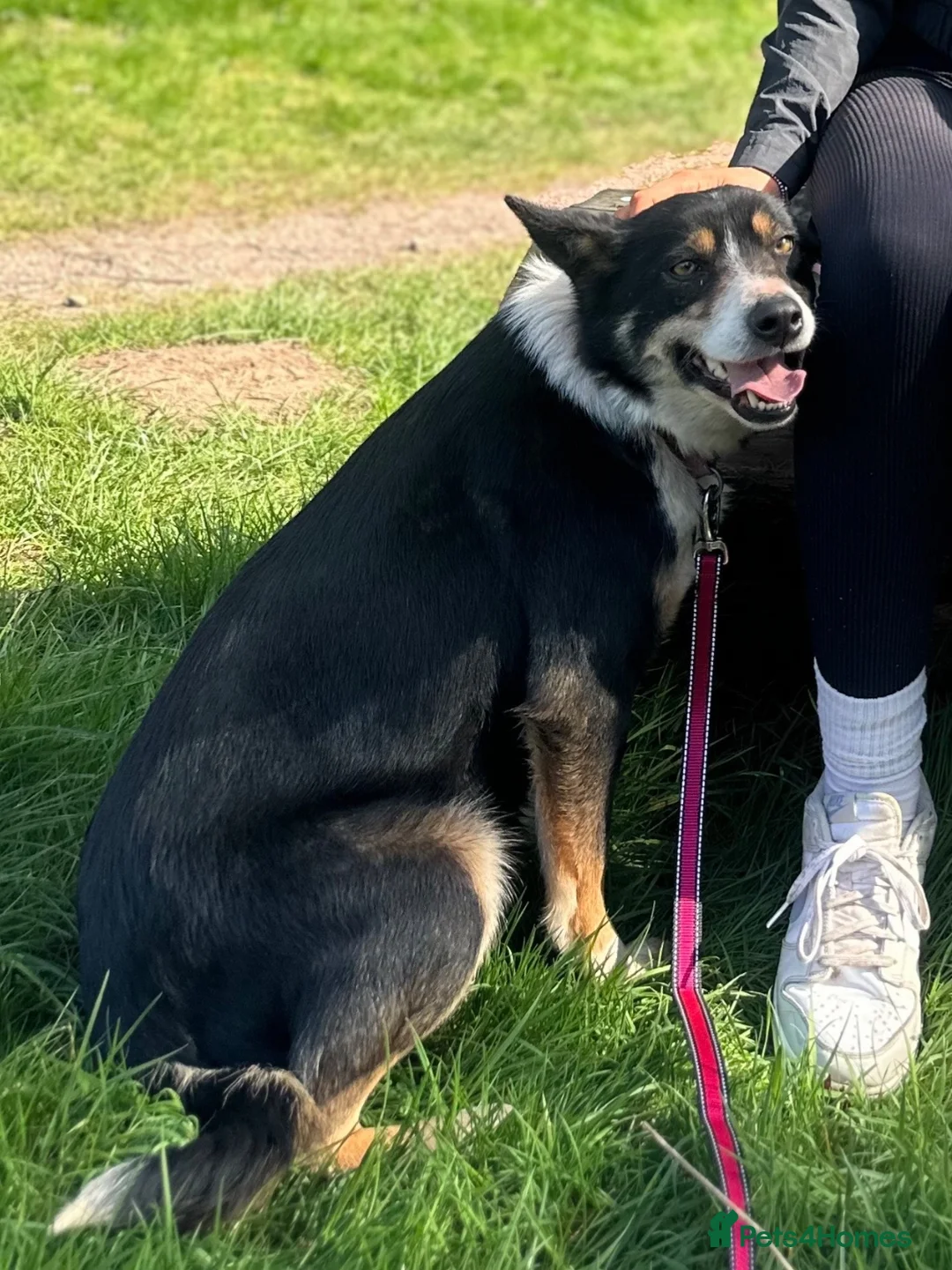 Mixed Breed dogs for sale: Kelpie X Collie Pups for Sale - Advert 8