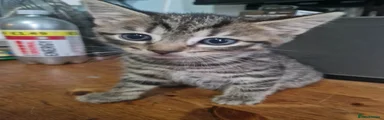 Mew the Male kitten