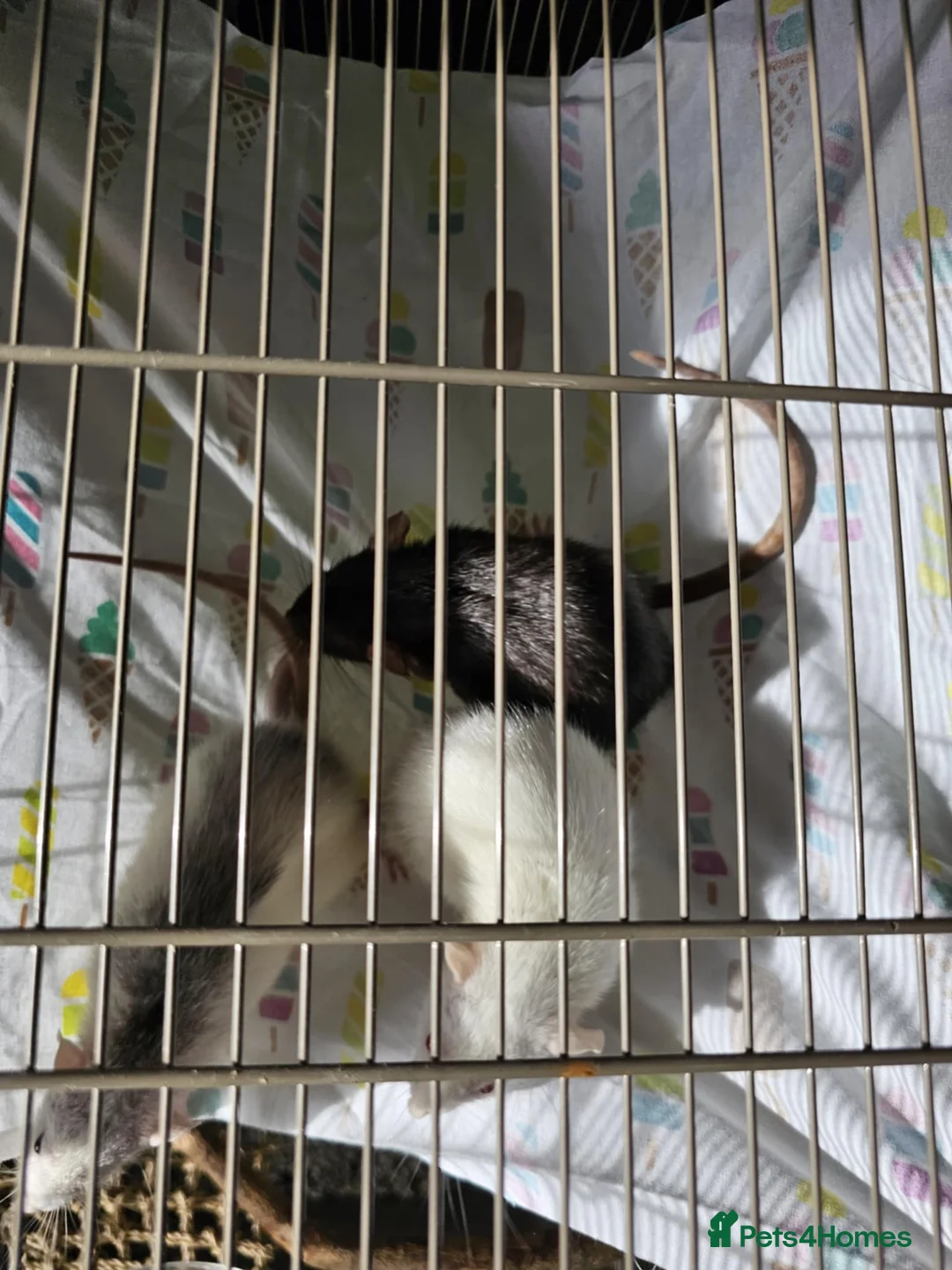 Rat rodents for sale: 3 Female rats - Advert 5