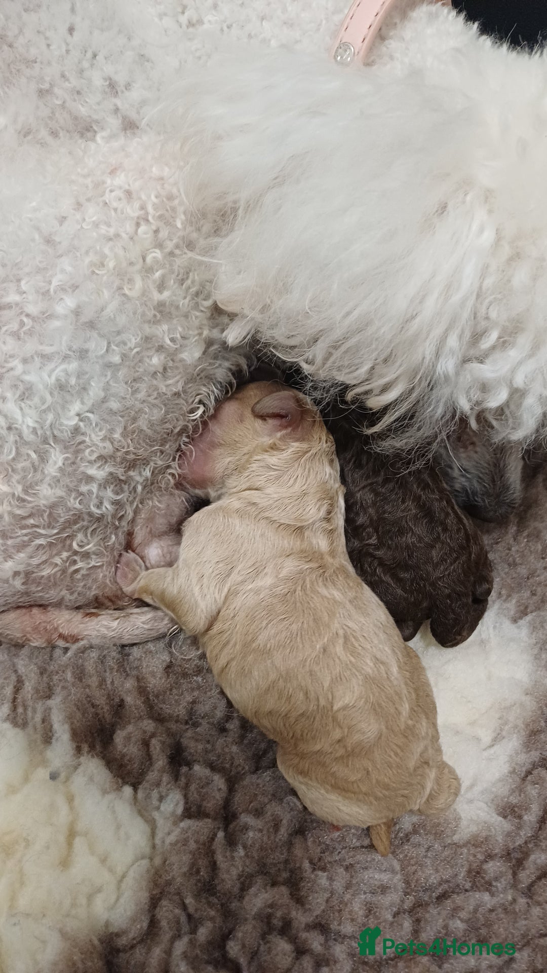 Toy Poodle dogs for sale: Female toy poodles chocolate & apricot  - Advert 2