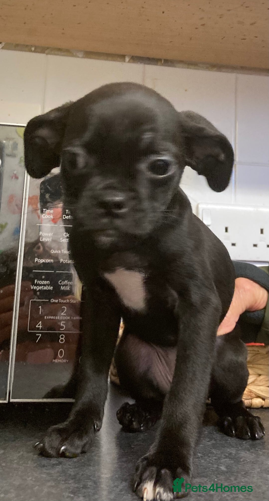 Mixed Breed dogs for sale: Mixed Breed Pups - Advert 5