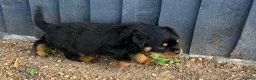 Rottweiler dogs for sale: 🏆🐾 5STAR BREEDERS🐾🏆KC REG girl and boys 💖💙 - Advert 33