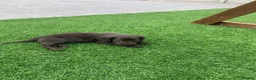 Cocker Spaniel dogs for sale: KC Working cocker spaniels  - Advert 8