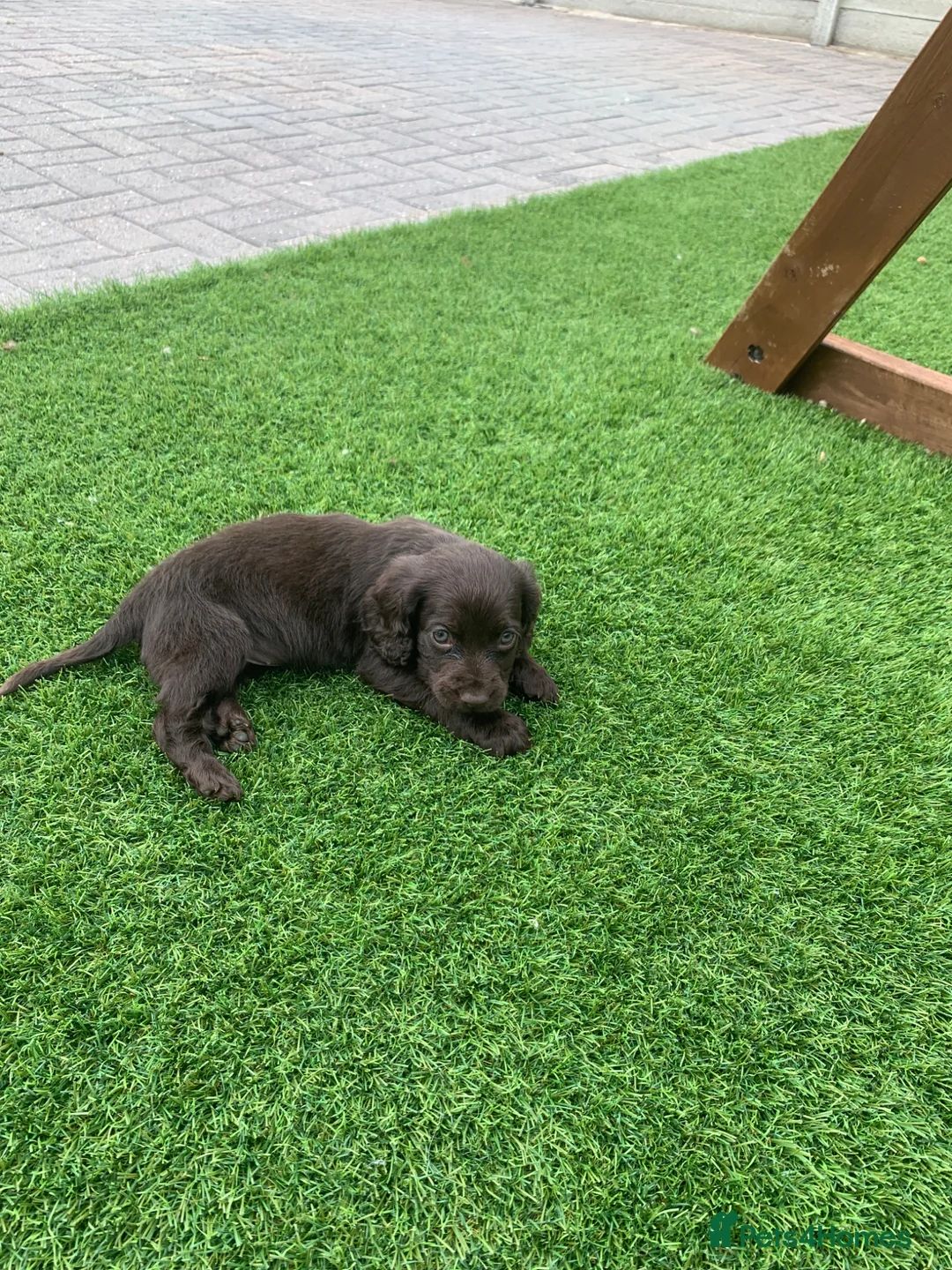 Cocker Spaniel dogs for sale: KC Working cocker spaniel puppies  - Advert 1