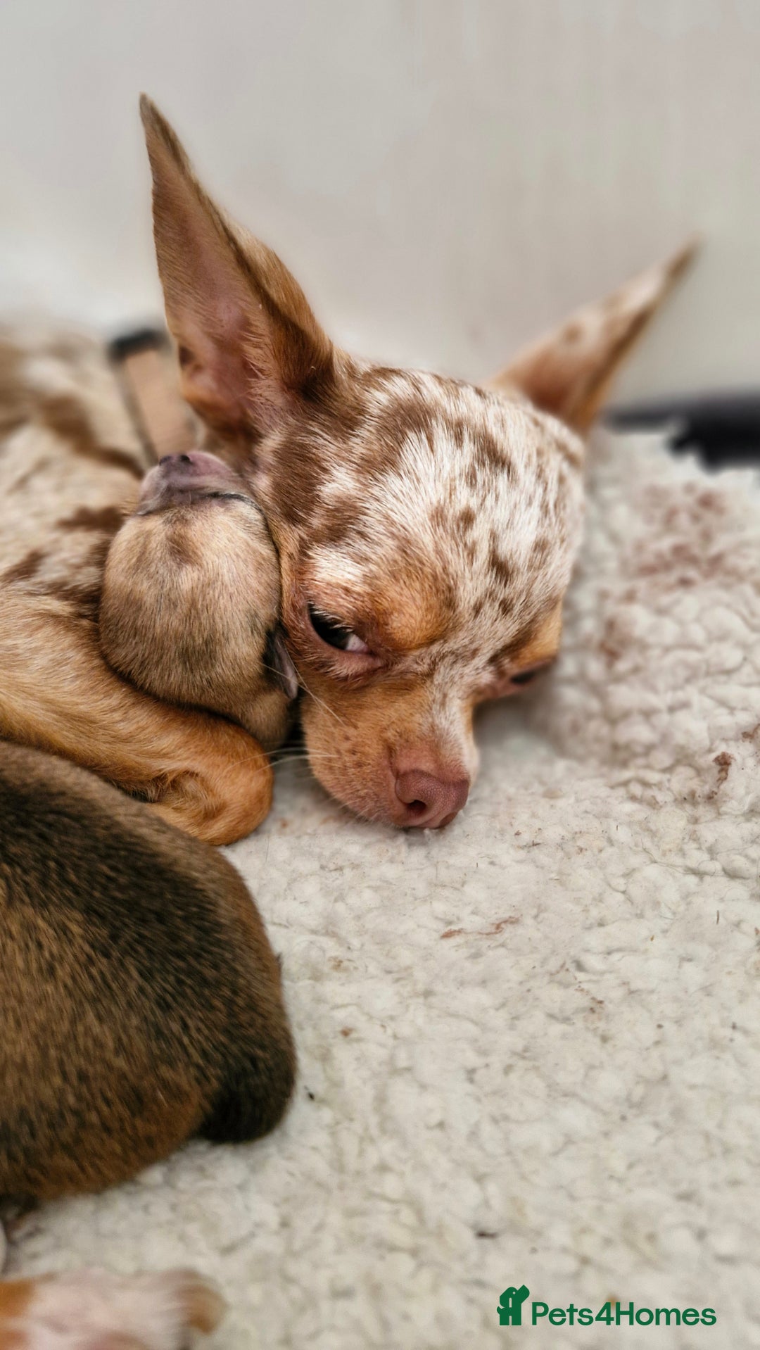 Chihuahua dogs for sale: 🐶READY TO LEAVE🐶 LAST ONE Tiny Chihuahua Puppies - Advert 16