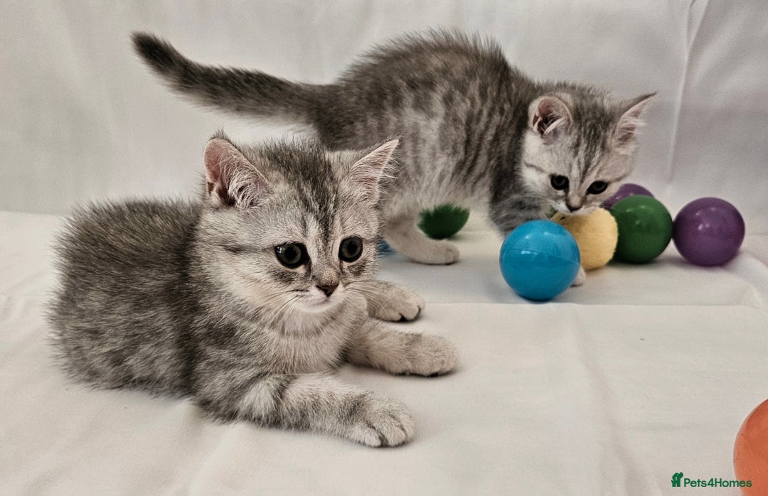 British Shorthair cats for sale: BRITISH SHORTHAIR CHAMPION BLOODLINE - Image 10