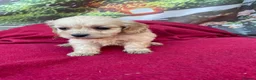 Cockapoo dogs for sale: American cockapoos - yankydoodles - Advert 20