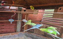 Budgerigars birds for sale: Budgies  - Image 3