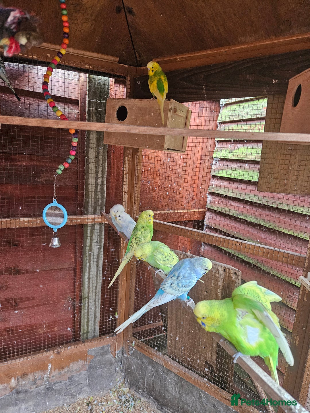 Budgerigars birds for sale: Budgies  - Image 3