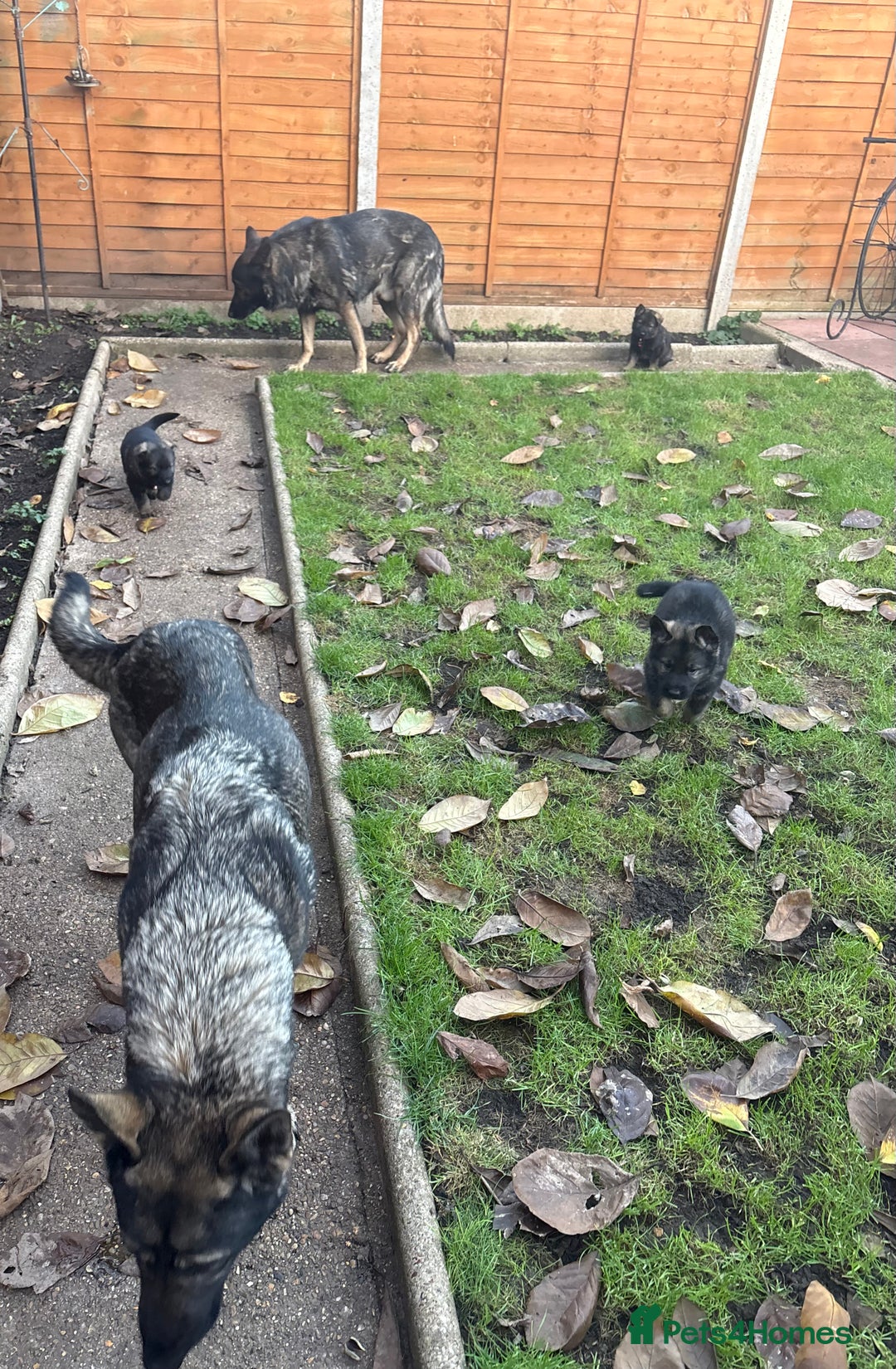 German Shepherd dogs for sale: 10 amazing german shepherd puppies - Advert 2