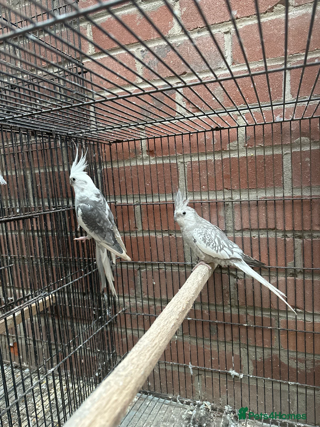 Cockatoo birds for sale: Proven breeding pair of Cocktail - Advert 1