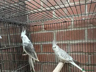 Cockatoo birds Proven breeding pair of Cocktail - Advert 1