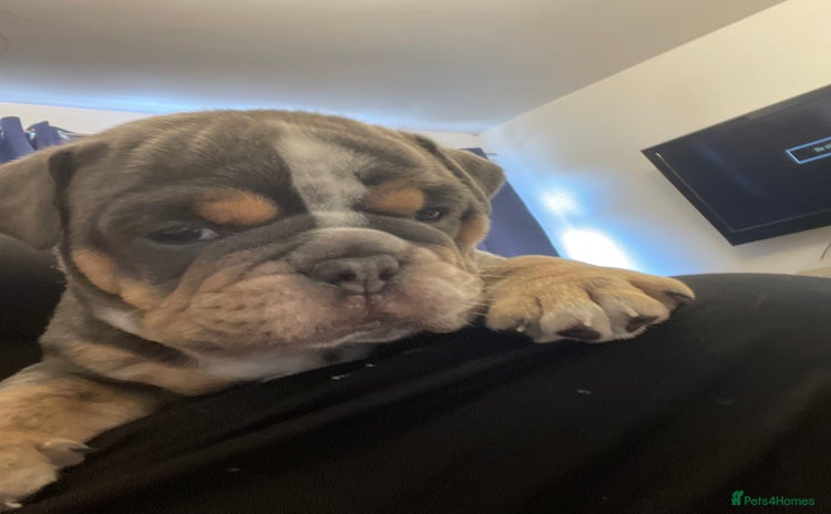 Olde English Bulldogge dogs - Advert 3