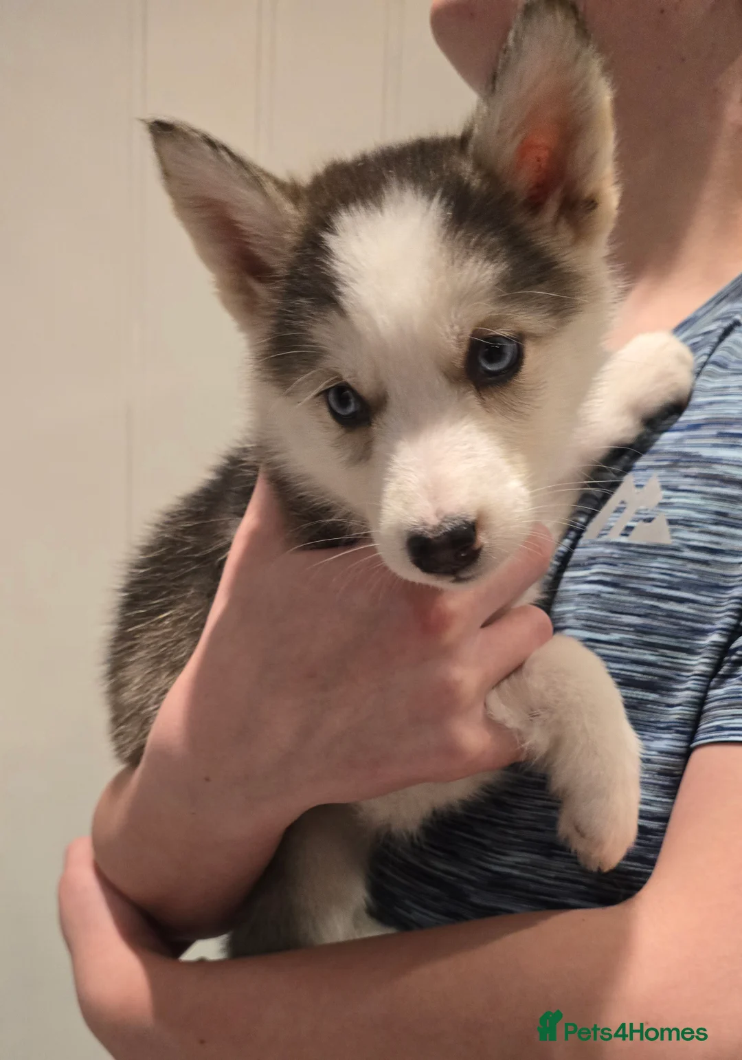 Siberian Husky dogs for sale: Ready Now last 2 girls left in litter - Advert 13