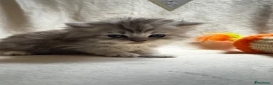 Will