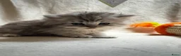 Persian cats for sale:     Stunning Pure Persian Kittens – Ready Soon in Northampton - Advert 2