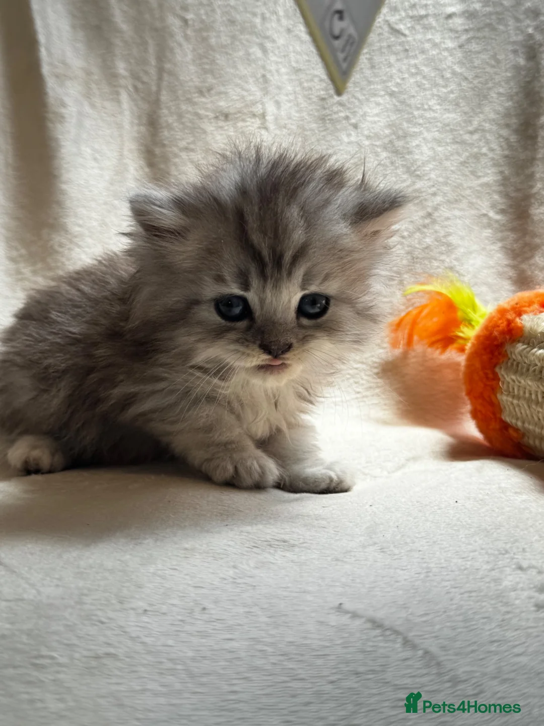 Persian cats for sale:     Stunning Pure Persian Kittens – Ready Soon in Northampton - Advert 2