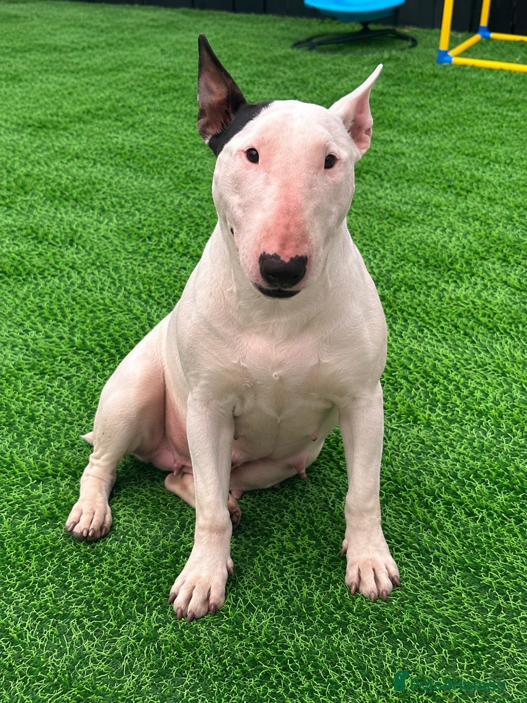 English Bull Terrier dogs (Dorothy) Beautiful English bull terrier female  - Advert 2