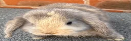 Mini Lop rabbits for sale: STUNNING PURE BREED MINI LOPS AMAZING COLOURS - Advert 4