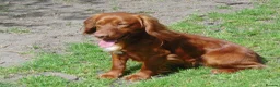 Cocker Spaniel dogs for stud: Working Cocker.DNA clear FN,PRA,AMS,PP.Dorset - Advert 2
