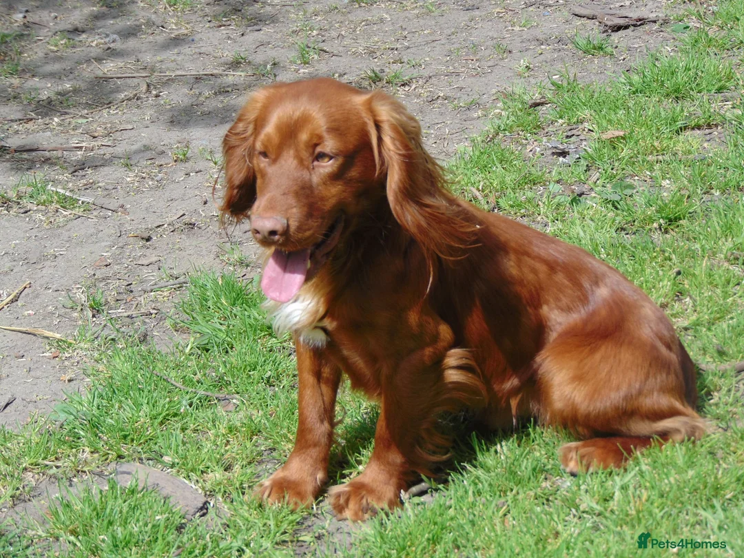 Cocker Spaniel dogs for stud: Working Cocker.DNA clear FN,PRA,AMS,PP.Dorset - Advert 2