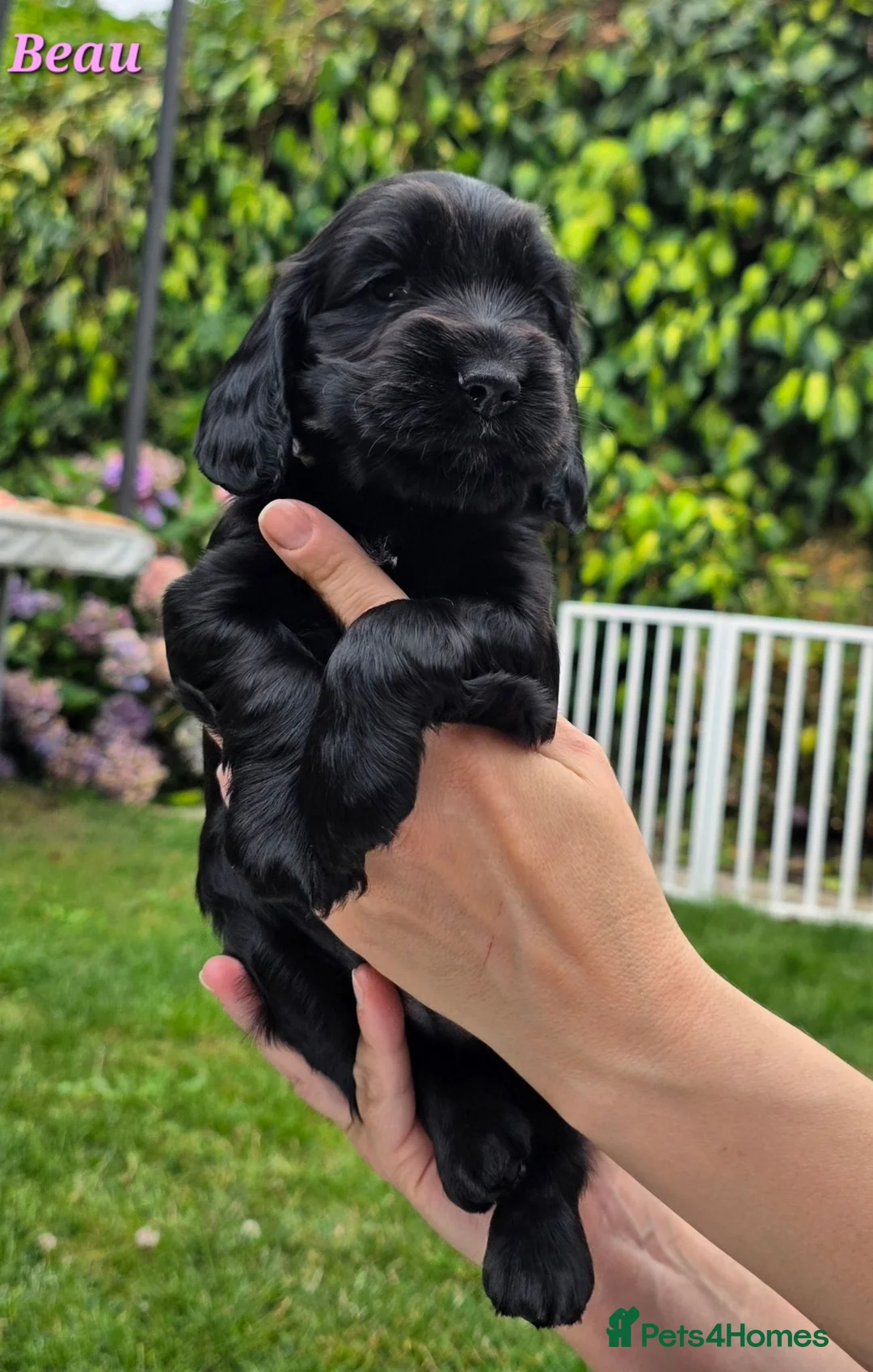 Cocker Spaniel dogs for sale: Pure show line Cocker Spaniel in Manchester - Advert 2