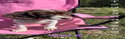 English Springer Spaniel dogs for sale: English springer spaniel pups for sale - Advert 24