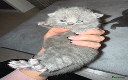 British Shorthair cats for sale: ✨British Shorthair GCCF 5 generation Pedigree✨ - Advert 15