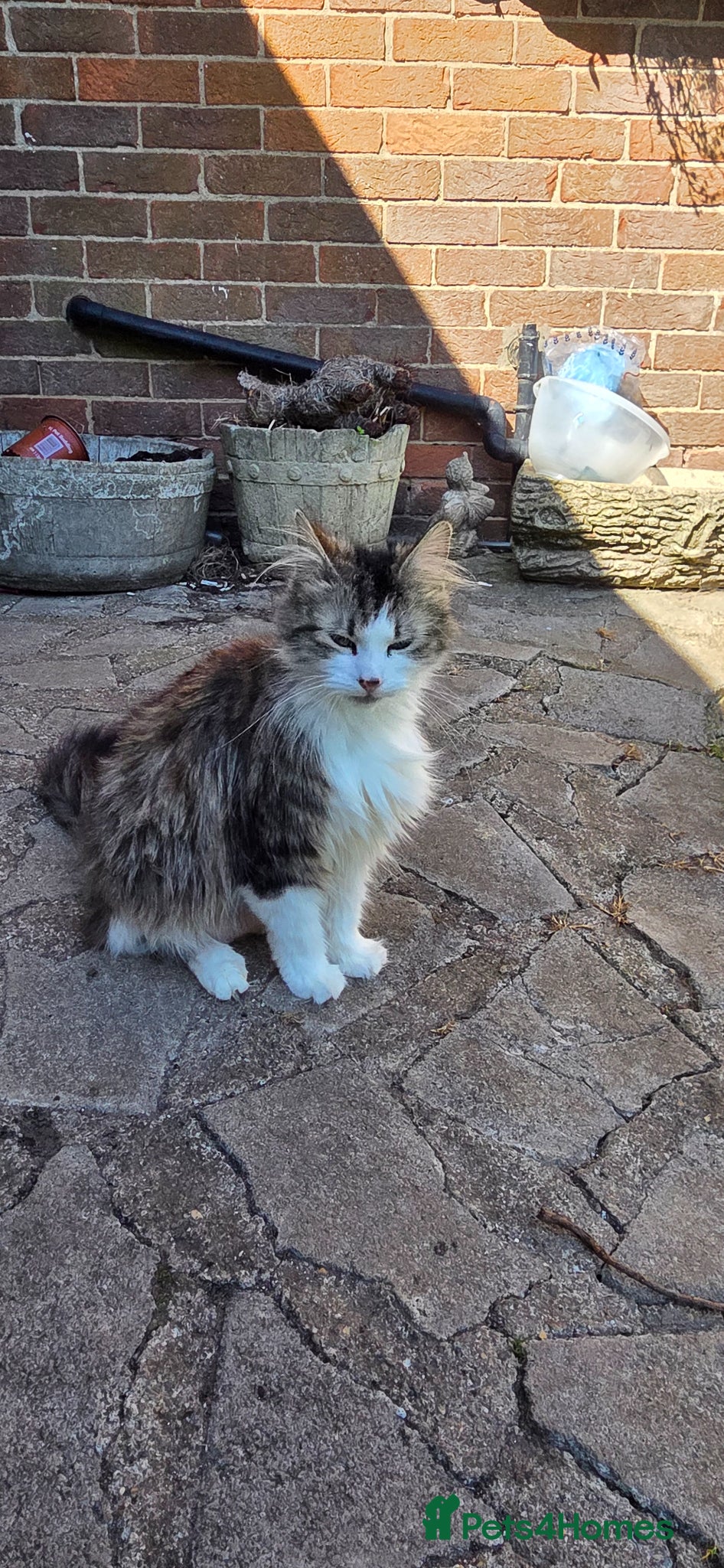 Mixed Breed cats Maine coon cross breed  - Advert 18