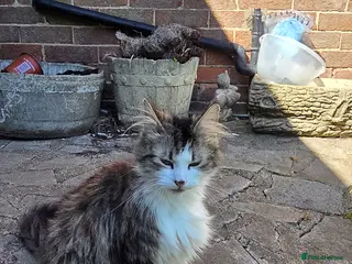 Mixed Breed cats Maine coon cross breed - Advert 3