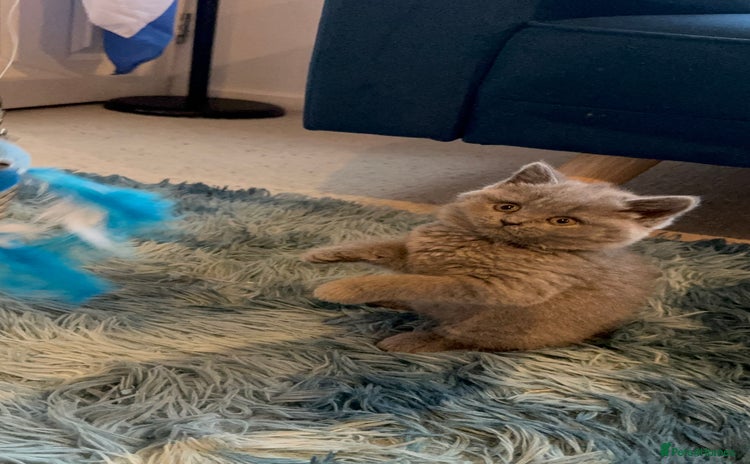 British Shorthair cats - Advert 7