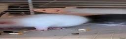 Rat rodents for sale: Beautiful baby Dumbo rats - Advert 13