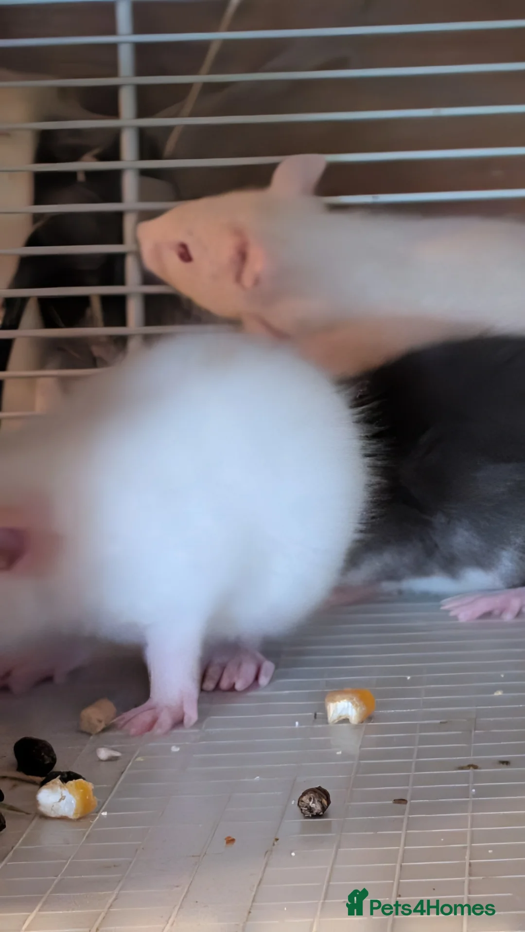 Rat rodents for sale: Beautiful baby Dumbo rats - Advert 13