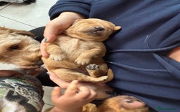 Mixed Breed dogs for sale: Beutiful litter of pups ONLY 4 girls left.  - Image 3
