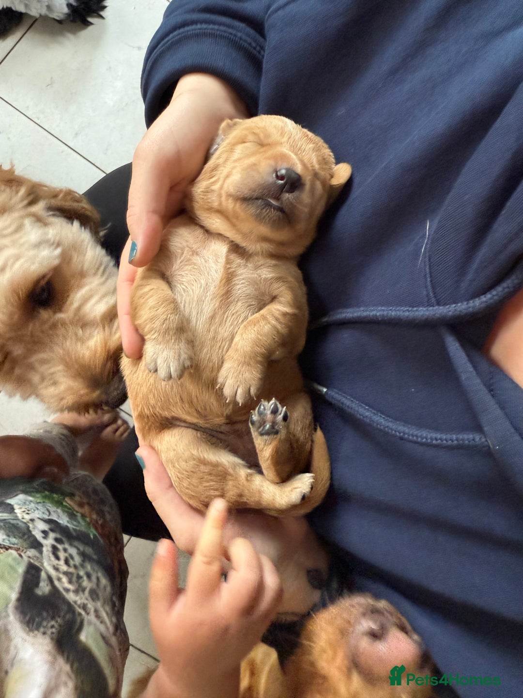 Mixed Breed dogs for sale: Beutiful litter of pups ONLY 4 girls left.  - Image 3