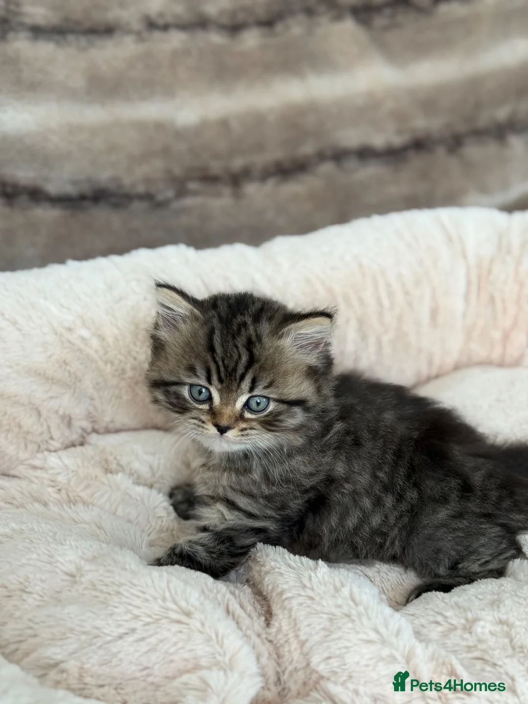 Scottish Fold cats for sale: 2boys and 1girl for sale Scotish foldxB Shorthair - Advert 10
