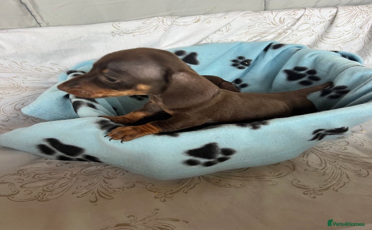 Dachshund dogs - Advert 2