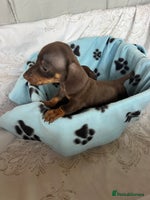 Dachshund dogs - Advert 5