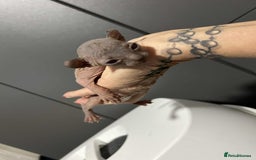 Sphynx cats for sale: 7 Sphynx Kittens  - Image 7