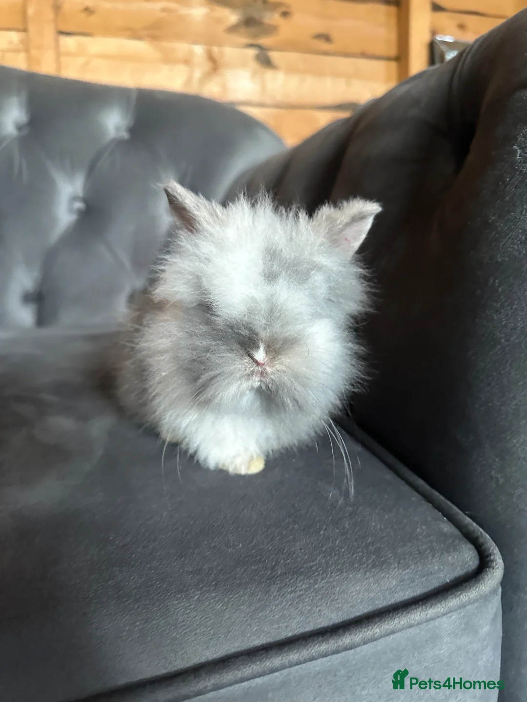 Lionhead rabbits for sale: 1 boy left Adorable double mane baby lionhead  - Advert 1